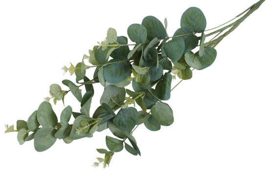 Eucalyptus stilk 