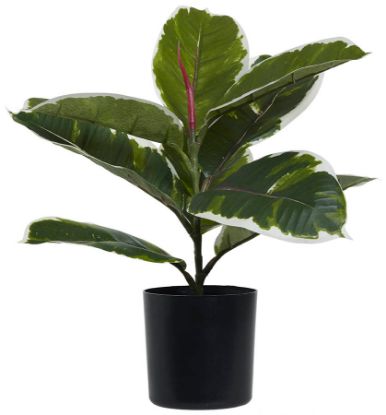 Wanda plante 30 cm