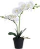 Orkidé hvit 44 cm