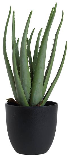 Aloe Vera kaktus i potte 