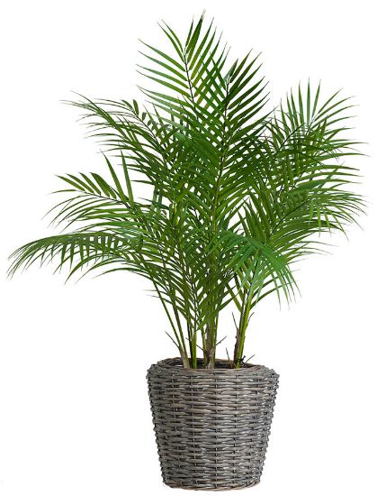 Anemone grønnplante i kurv 85 cm