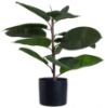 Fiken plante 63 cm