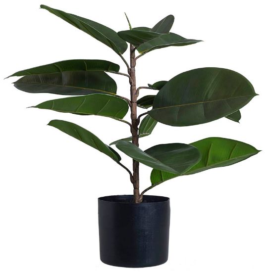 Fiken plante 63 cm