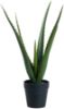 Aloe Vera plante 37 cm