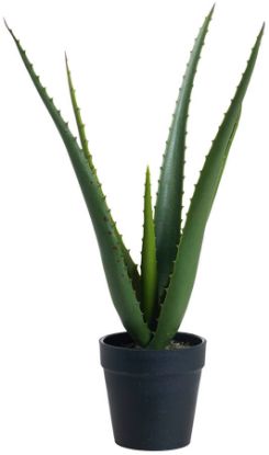 Aloe Vera plante 37 cm