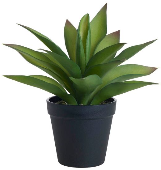 Agave plante 23 cm